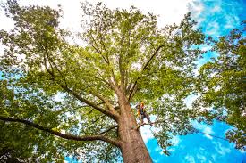 Best Leaf Removal  in Forest View, IL