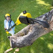 How Our Tree Care Process Works  in  Forest View, IL