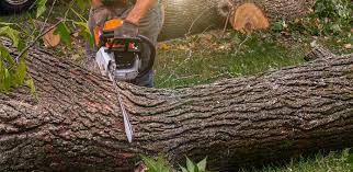 Best Pest Control for Lawns  in Forest View, IL