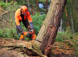 Best Storm Damage Tree Cleanup  in Forest View, IL