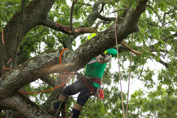 Forest View, IL Tree Care Company