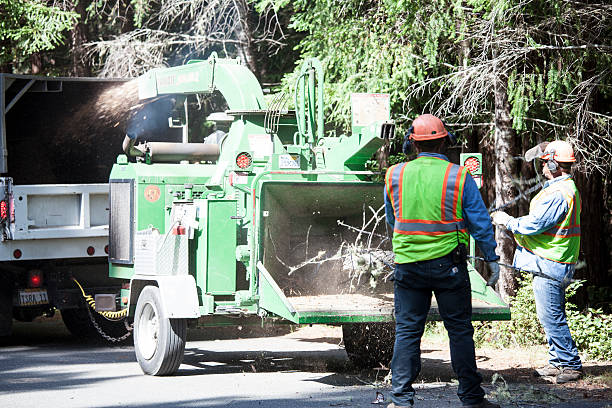 Best Emergency Tree Removal  in Forest View, IL