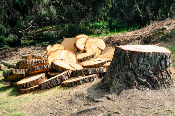 Best Tree Cabling and Bracing  in Forest View, IL